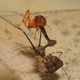 This pelican spider dangles its spider prey upside-down using its chelicerae (mouthparts) after capturing it. Credit: Nikolaj Scharff
